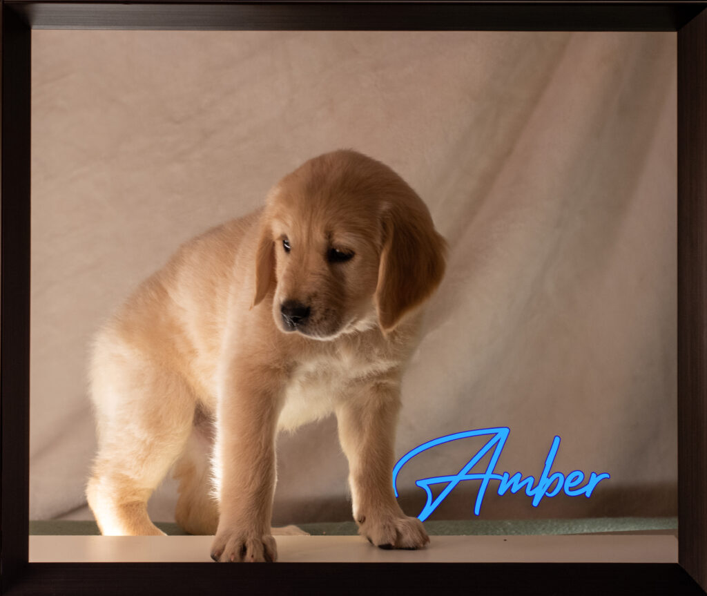 Amber