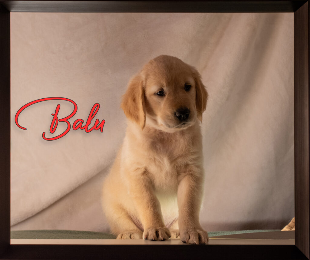 Balu
