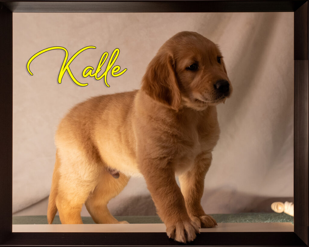 Kalle