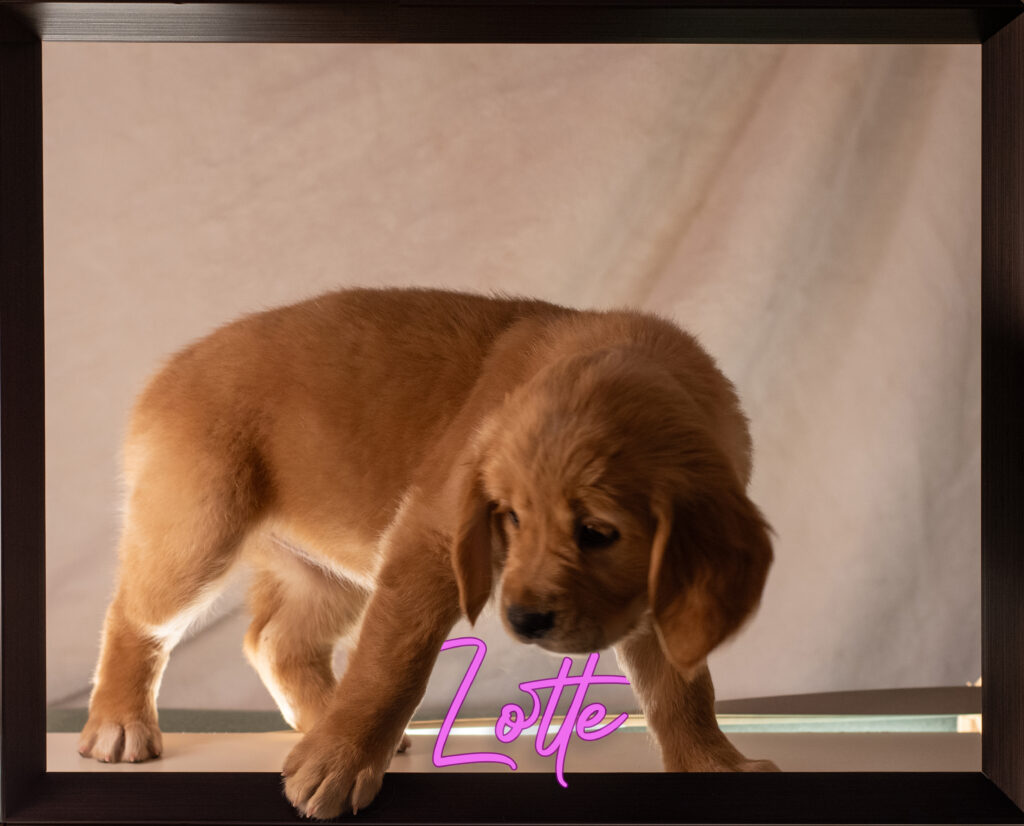 Lotte