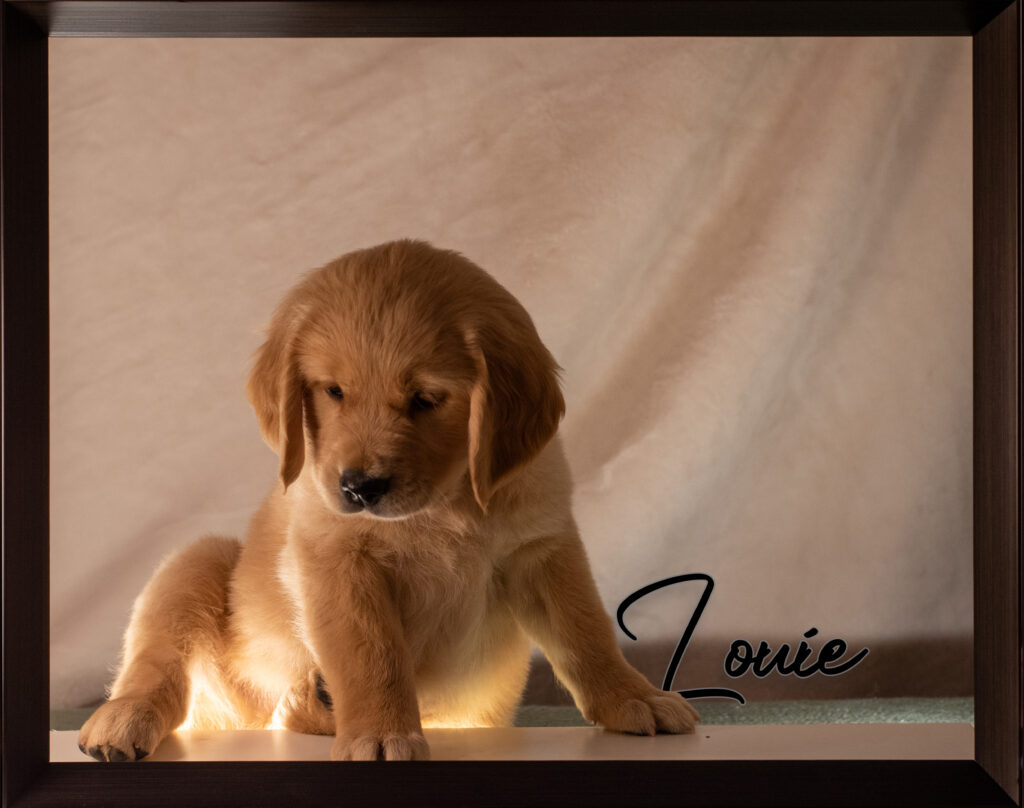 Louie