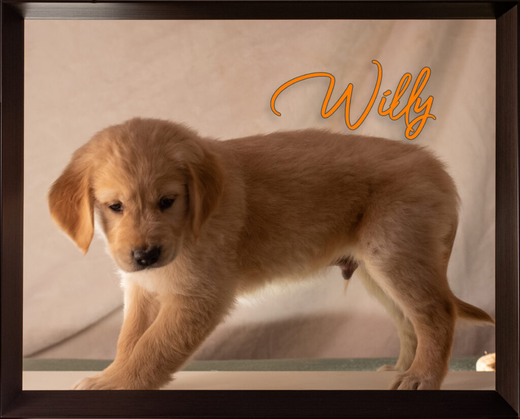 Willy